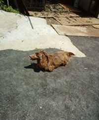 保護犬・保護猫活動