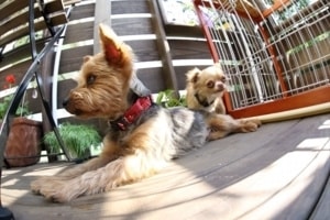 里親募集型いぬねこカフェ